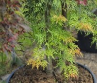 Acer palmatum 'Dissectum Viridis' - Japanse dwerg esdoorn - 1
