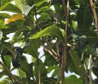 Eriobotrya japonica - Japanse Wolmispel - 3