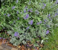 Caryopteris x clandonensis 'Heavenly Blue' - Blauwe spirea 'Heavenly Blue' - 1