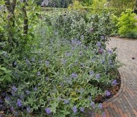 Caryopteris x clandonensis 'Heavenly Blue' - Blauwe spirea 'Heavenly Blue' - 2