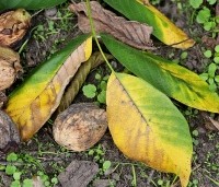 Juglans regia 'Bella Maria' - Walnoot 'Bella Maria' - 2