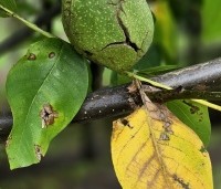 Juglans regia 'Bella Maria' - Walnoot 'Bella Maria' - 3