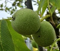 Juglans regia 'Plovdivski' - Walnoot 'Plovdivski' - 2