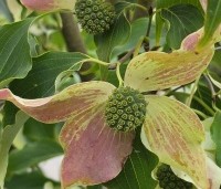 Cornus kousa 'Weisse Fontaine' - Japanse grootbloemige kornoelje 'Weisse Fontaine' - 5