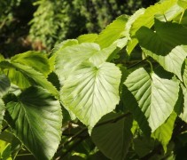 Davidia involucrata var. vilmoriniana