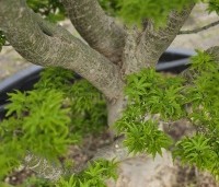 Acer palmatum 'Shishigashira' - Japanse Esdoorn 'Shishigashira' - 7