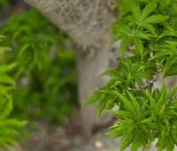 Acer palmatum 'Shishigashira' - Japanse Esdoorn 'Shishigashira' - 3