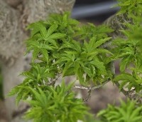 Acer palmatum 'Shishigashira' - Japanse Esdoorn 'Shishigashira' - 6