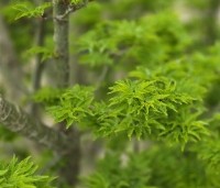 Acer palmatum 'Shishigashira' - Japanse Esdoorn 'Shishigashira' - 8
