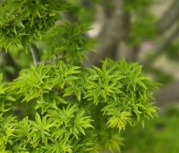 Acer palmatum 'Shishigashira' - Japanse Esdoorn 'Shishigashira' - 5