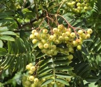 Sorbus 'Joseph Rock' - Lijsterbes 'Joseph Rock' - 2