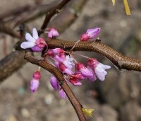 Cercis canadensis 'The Rising Sun' - Judasboom - 1