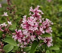 Syringa microphylla 'Superba' - Sering 'Superba' - 2