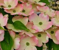 Cornus 'Stellar Pink' - Japanse grootbloemige kornoelje - bloei topper