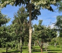 Heptacodium miconioides - Zevenzonenboom - 2