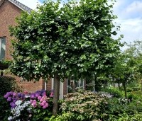 Tilia x europaea 'Euchlora' - Linde - 3