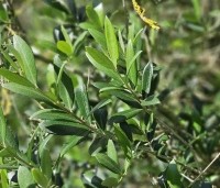 Olea europea - Olijfboom - 1