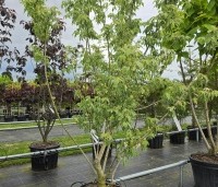 Acer negundo 'Flamingo' - Bonte Vederesdoorn - 2