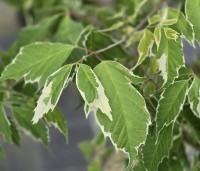 Acer negundo 'Flamingo' - Bonte Vederesdoorn - 3