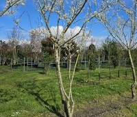 Prunus dom. 'Reine Claude Verte' - Prunus dom. 'Reine Claude Verte' - 2