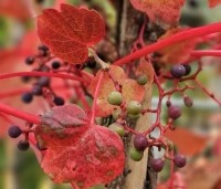 Parthenocissus tricuspidata 'Veitchii' - Wilde Wingerd Quickhedge - 17