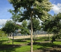 Heptacodium miconioides - Zevenzonenboom - 5