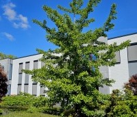 Ginkgo biloba - Japanse Notenboom - 1