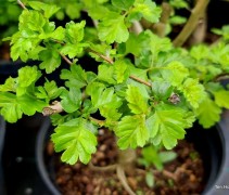 Crataegus laev. Paul's Scarlet Hamlet.