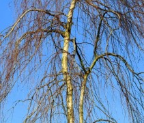 Prieelberk, treurboom zonder blad in de winter