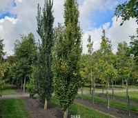 Fagus sylvatica 'Dawyck Gold' - Zuilbeuk - 4