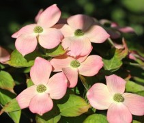 Kornoelje 'Stellar Pink', meerstammig met bloemen