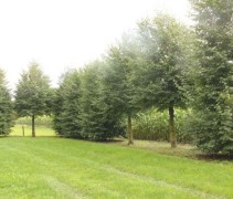 Tilia cordata