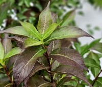 Weigela florida 'Pink Poppet' - Weigela 'Pink Poppet' - 1