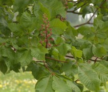 Blad Aesculus x carnea 'Briotii'