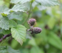 Rubus Tayberry ofwel Braamboos en Reuzeframboos genoemd