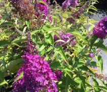 Vlinderstruik 'Buzz 'Pink Purple' binnenkort in uw tuin?