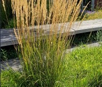 Calamagrostis x acutiflora 'Karl Foerster' - Struisriet 'Karl Foerster' - 1