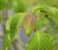 Cornus controversa - Reuzenkornoelje - 2