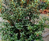 Osmanthus x burkwoodii - Schijnhulst - 1
