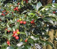 Ilex aquipernyi 'Dragon Lady' - Hulst 'Dragon Lady' - 4