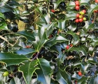 Ilex aquipernyi 'Dragon Lady' - Hulst 'Dragon Lady' - 3