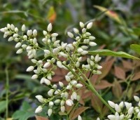 Nandina domestica - Hemelse bamboe - 2