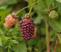 Rubus 'Loganberry' - Loganbes - 1