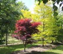 Acer palmatum ‘Atropurpureum’