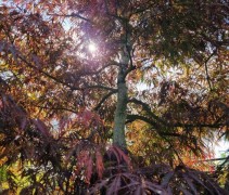 Acer palmatum 'Tamukeyama