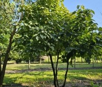 Davidia involucrata - Vaantjesboom - nr 2432 op de kwekerij in Vaassen. september 2024