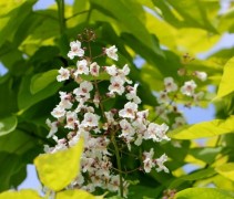 Catalpa bignonioïdes 'Aurea'