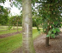 Ostrya carpinifolia stam