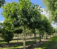 Platanus hispanica - Plataan - 1