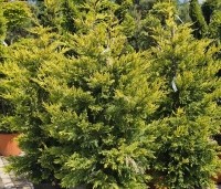 Cupressocyparis l. 'Gold Rider' - Leylandcypres 'Gold Rider'  - 3